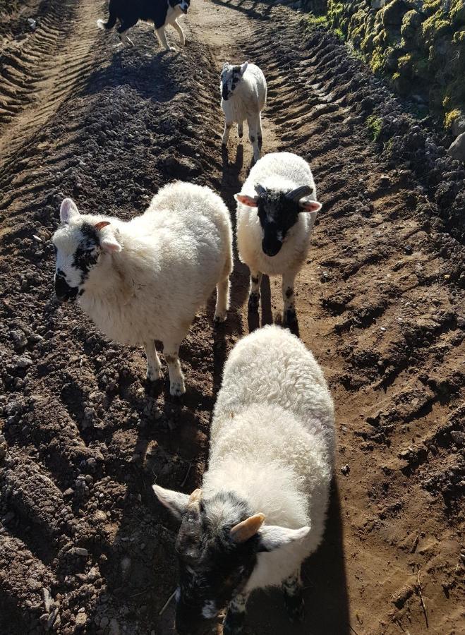 Shadow River Farm Annascaul Bagian luar foto